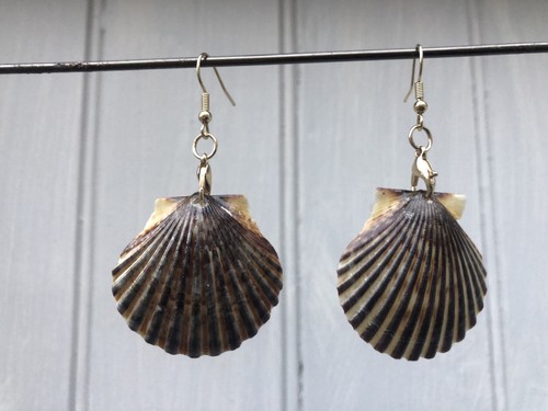 Cape cod seashell - cape,
